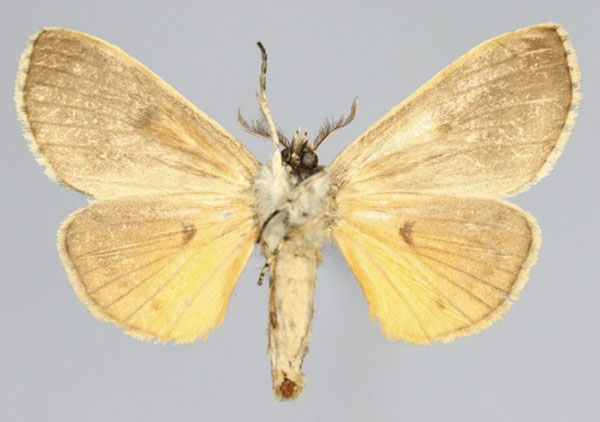 /filer/webapps/moths/media/images/A/aurantiaca_Eudasychira_AM_Romyaldb.jpg