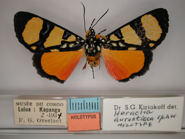 /filer/webapps/moths/media/images/A/aurantiaca_Heraclia_A_RMCA_01.jpg