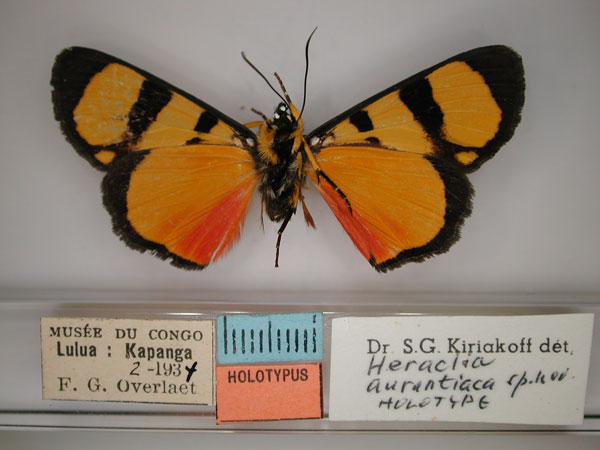 /filer/webapps/moths/media/images/A/aurantiaca_Heraclia_A_RMCA_02.jpg