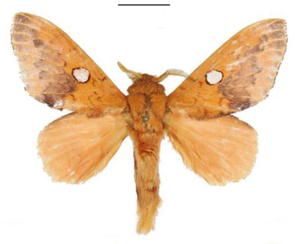 /filer/webapps/moths/media/images/A/aurantiaca_Hypotrabala_HT_ANHRT.jpg