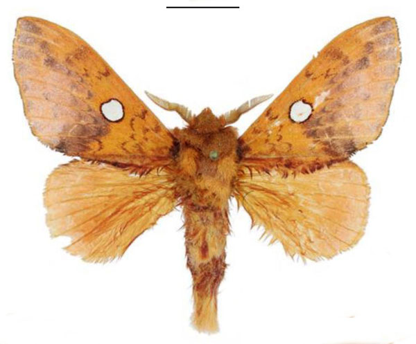 /filer/webapps/moths/media/images/A/aurantiaca_Hypotrabala_PTM_ANHRT.jpg