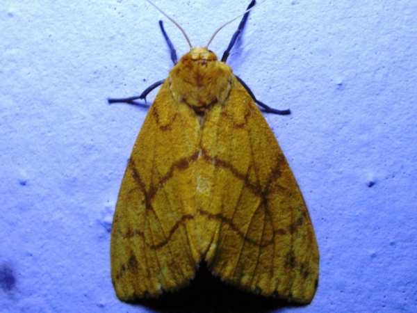 /filer/webapps/moths/media/images/A/aurantiaca_Monstruncusarctia_A_Ajibade.jpg