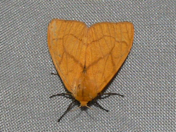 /filer/webapps/moths/media/images/A/aurantiaca_Monstruncusarctia_A_Goff_02.jpg