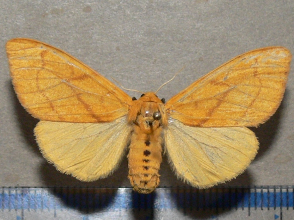 /filer/webapps/moths/media/images/A/aurantiaca_Monstruncusarctia_A_Goffa_01.jpg