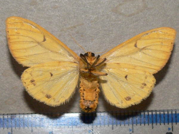 /filer/webapps/moths/media/images/A/aurantiaca_Monstruncusarctia_A_Goffb_01.jpg