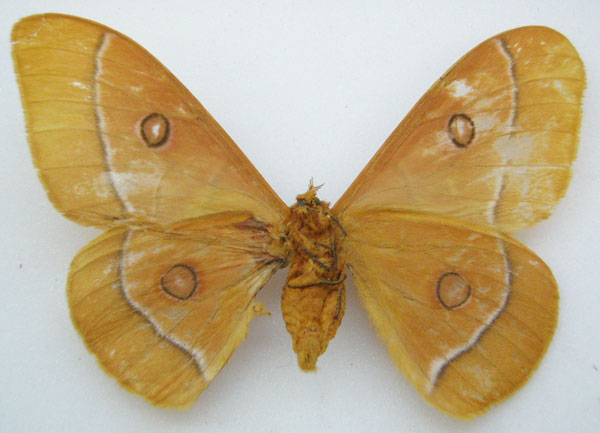 /filer/webapps/moths/media/images/A/aurantiaca_Nudaurelia_HT_NHMUKb.jpg