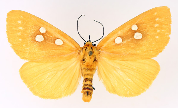 /filer/webapps/moths/media/images/A/aurantiaca_Rhanidophora_AF_TMSA_02.jpg