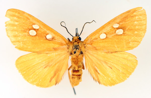 /filer/webapps/moths/media/images/A/aurantiaca_Rhanidophora_AM_TMSA_02.jpg