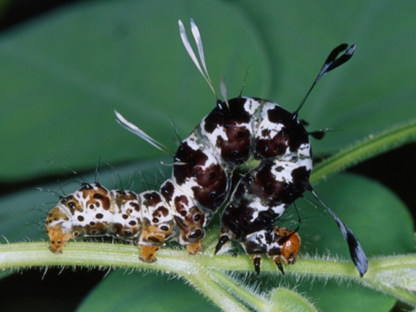/filer/webapps/moths/media/images/A/aurantiaca_Rhanidophora_C_Roland_01.jpg