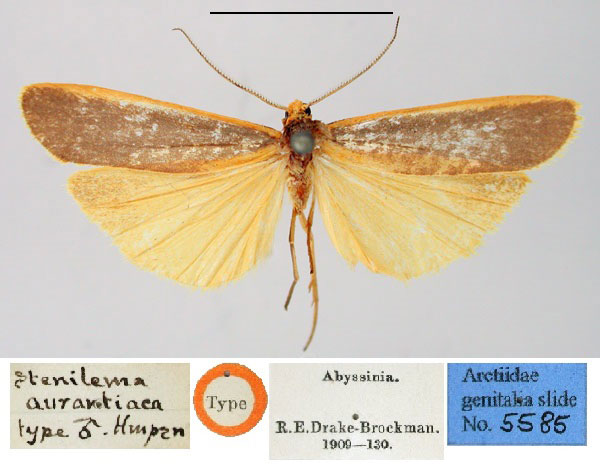 /filer/webapps/moths/media/images/A/aurantiaca_Stenilema_HT_BMNH.jpg