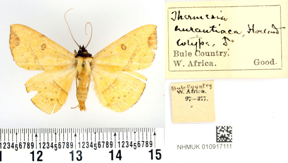 /filer/webapps/moths/media/images/A/aurantiaca_Thermesia_PTM_BMNH.jpg