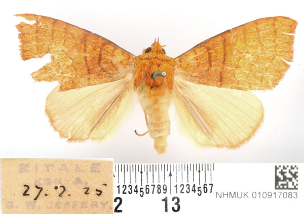 /filer/webapps/moths/media/images/A/aurantiaca_Xanthodesma_AM_BMNH_01.jpg