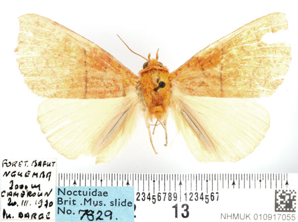 /filer/webapps/moths/media/images/A/aurantiaca_Xanthodesma_AM_BMNH_02.jpg