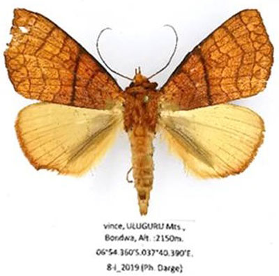 /filer/webapps/moths/media/images/A/aurantiaca_Xanthodesma_AM_Basquin.jpg