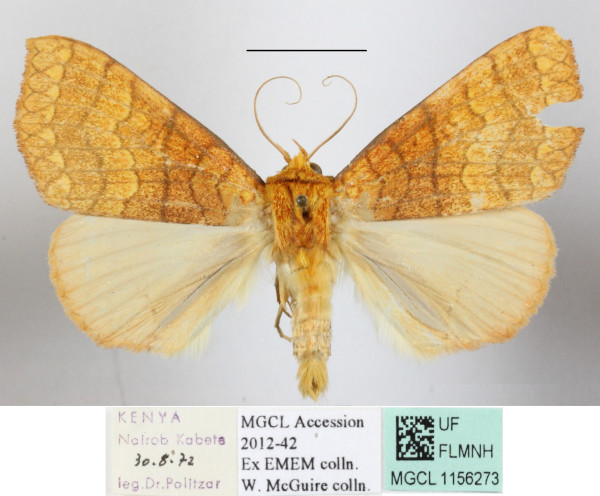 /filer/webapps/moths/media/images/A/aurantiaca_Xanthodesma_A_MGCLa_01.JPG