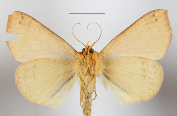 /filer/webapps/moths/media/images/A/aurantiaca_Xanthodesma_A_MGCLb_01.JPG