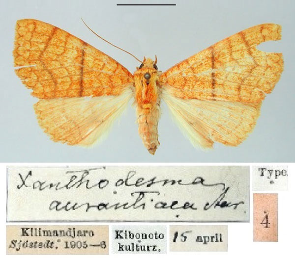 /filer/webapps/moths/media/images/A/aurantiaca_Xanthodesma_HT_SNHM.jpg