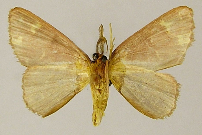 /filer/webapps/moths/media/images/A/aurantibasis_Chrysocraspeda_PTM_ZSMb.jpg
