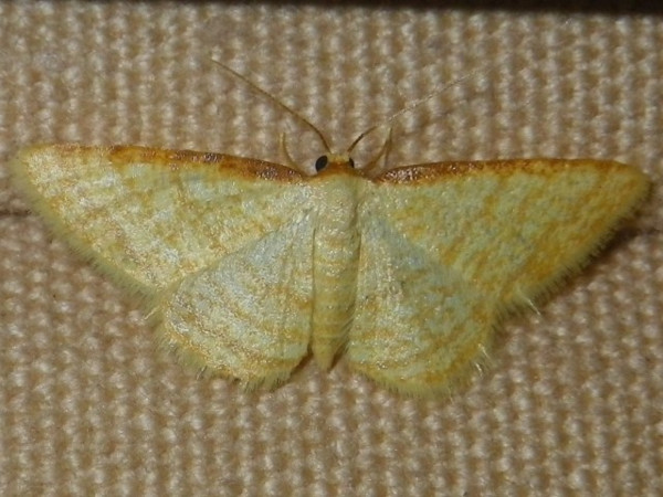/filer/webapps/moths/media/images/A/auranticollis_Heterostegane_A_Liebenberg.jpg