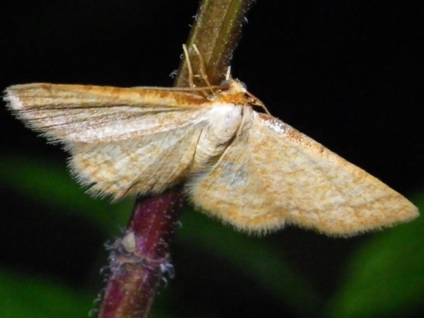 /filer/webapps/moths/media/images/A/auranticollis_Heterostegane_A_Liebenberg_02.jpg