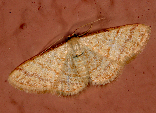 /filer/webapps/moths/media/images/A/auranticollis_Heterostegane_A_Roland_01.jpg