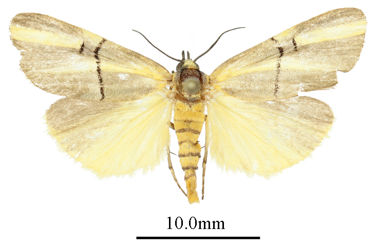 /filer/webapps/moths/media/images/A/aurantifascia_Conotalis_AM_ANHRTa.JPG