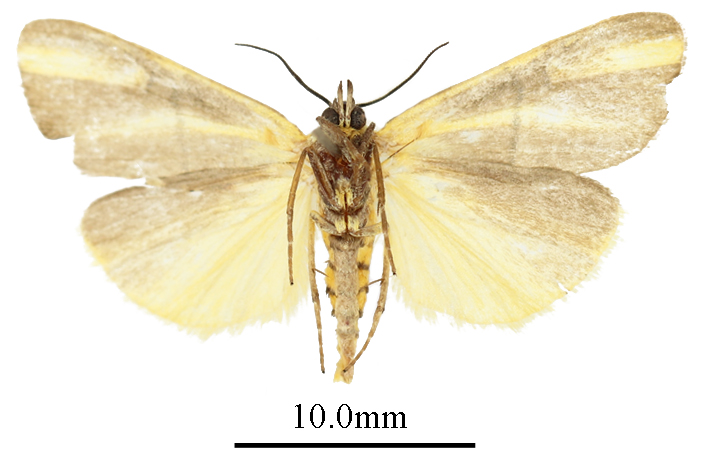/filer/webapps/moths/media/images/A/aurantifascia_Conotalis_AM_ANHRTb.JPG