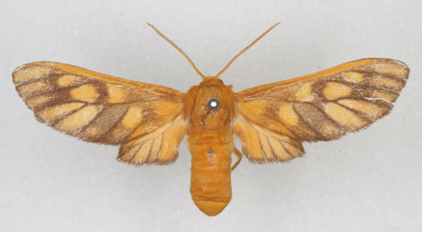 /filer/webapps/moths/media/images/A/aurantiifusca_Rhipidarctia_HT_HDOU_01.jpg