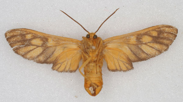 /filer/webapps/moths/media/images/A/aurantiifusca_Rhipidarctia_HT_HDOU_02.jpg