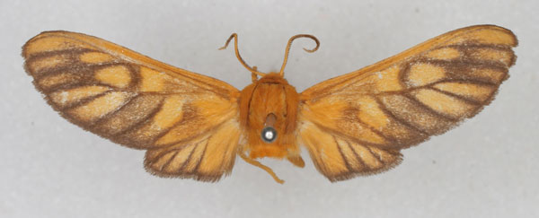 /filer/webapps/moths/media/images/A/aurantiifusca_Rhipidarctia_PT_HDOU_01.jpg