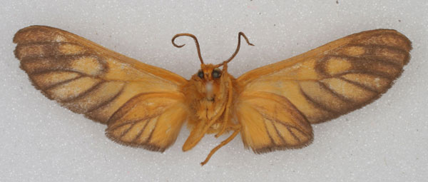 /filer/webapps/moths/media/images/A/aurantiifusca_Rhipidarctia_PT_HDOU_02.jpg
