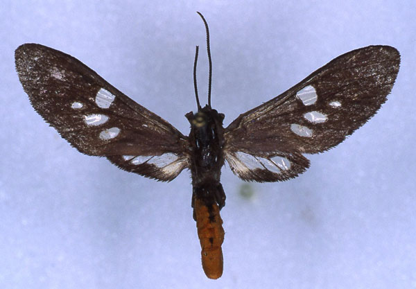 /filer/webapps/moths/media/images/A/aurantiiventris_Thyrogonia_HT_RMCA_01.jpg