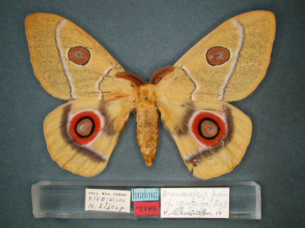 /filer/webapps/moths/media/images/A/aurata_Bunaeopsis_HT_RMCA_01.jpg