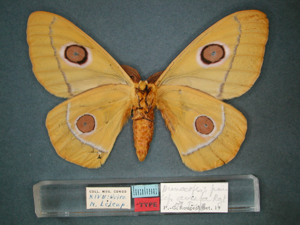 /filer/webapps/moths/media/images/A/aurata_Bunaeopsis_HT_RMCA_02.jpg