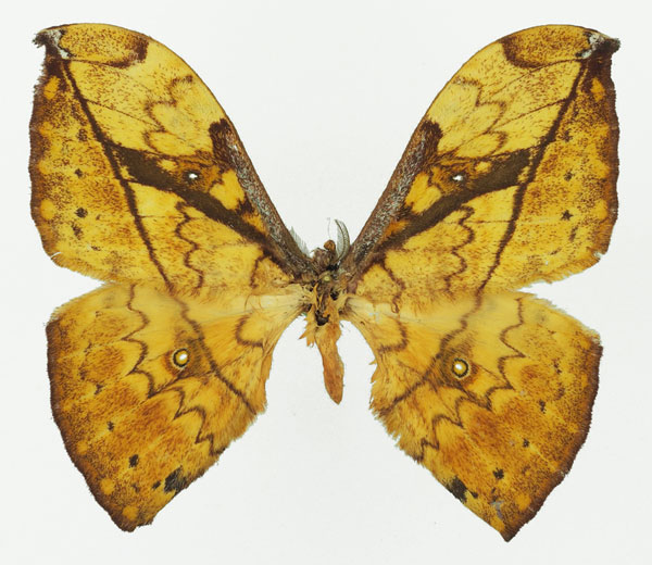 /filer/webapps/moths/media/images/A/aurata_Pselaphelia_AM_Basquin_01a.jpg