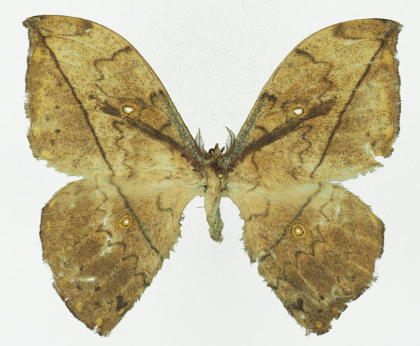 /filer/webapps/moths/media/images/A/aurata_Pselaphelia_AM_Basquin_02a.jpg