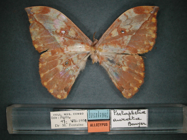 /filer/webapps/moths/media/images/A/aurata_Pselaphelia_AT_RMCA_01.jpg