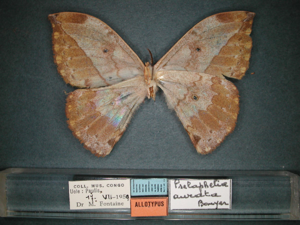 /filer/webapps/moths/media/images/A/aurata_Pselaphelia_AT_RMCA_02.jpg