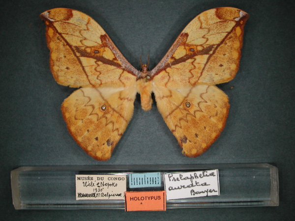 /filer/webapps/moths/media/images/A/aurata_Pselaphelia_HT_RMCA_01.jpg