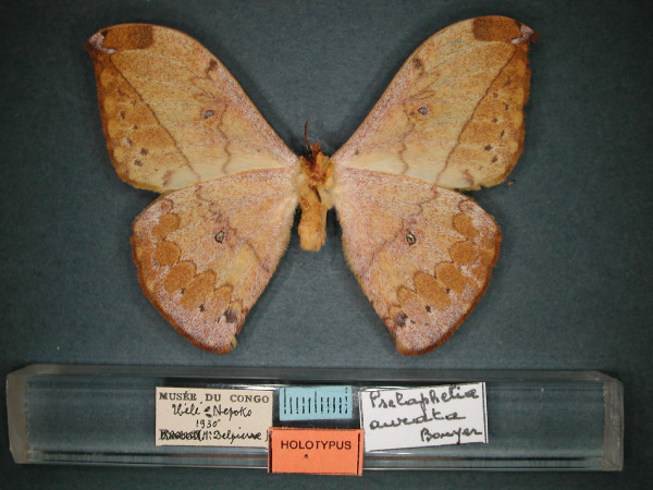 /filer/webapps/moths/media/images/A/aurata_Pselaphelia_HT_RMCA_02.jpg