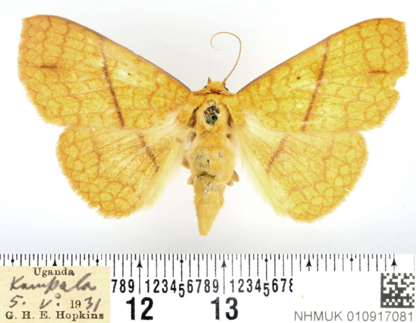 /filer/webapps/moths/media/images/A/aurata_Xanthodesma_AF_BMNH.jpg