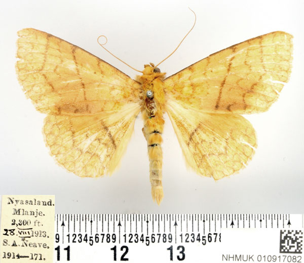 /filer/webapps/moths/media/images/A/aurata_Xanthodesma_AM_BMNH.jpg