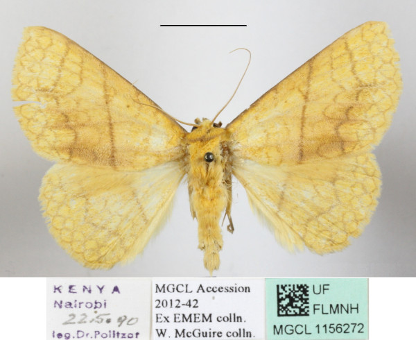 /filer/webapps/moths/media/images/A/aurata_Xanthodesma_A_MGCLa_01.JPG