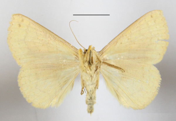 /filer/webapps/moths/media/images/A/aurata_Xanthodesma_A_MGCLb_01.JPG