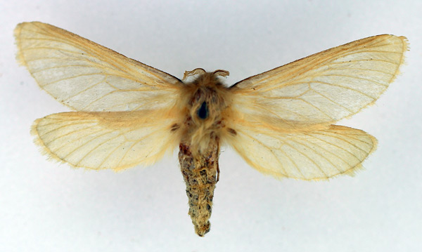 /filer/webapps/moths/media/images/A/auratilis_Gorgopis_AF_TMSA.jpg