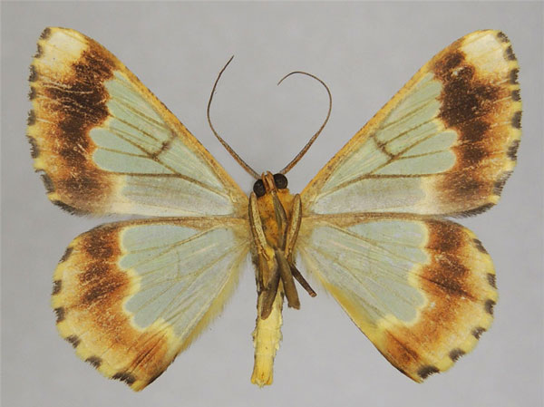 /filer/webapps/moths/media/images/A/auratisquama_Zamarada_AM_ZSMb.jpg