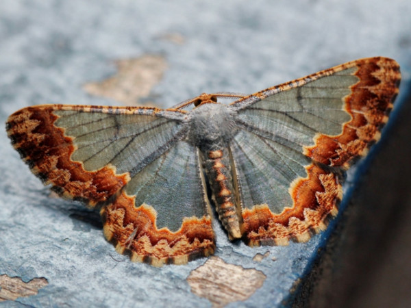 /filer/webapps/moths/media/images/A/auratisquama_Zamarada_A_Wursten.jpg