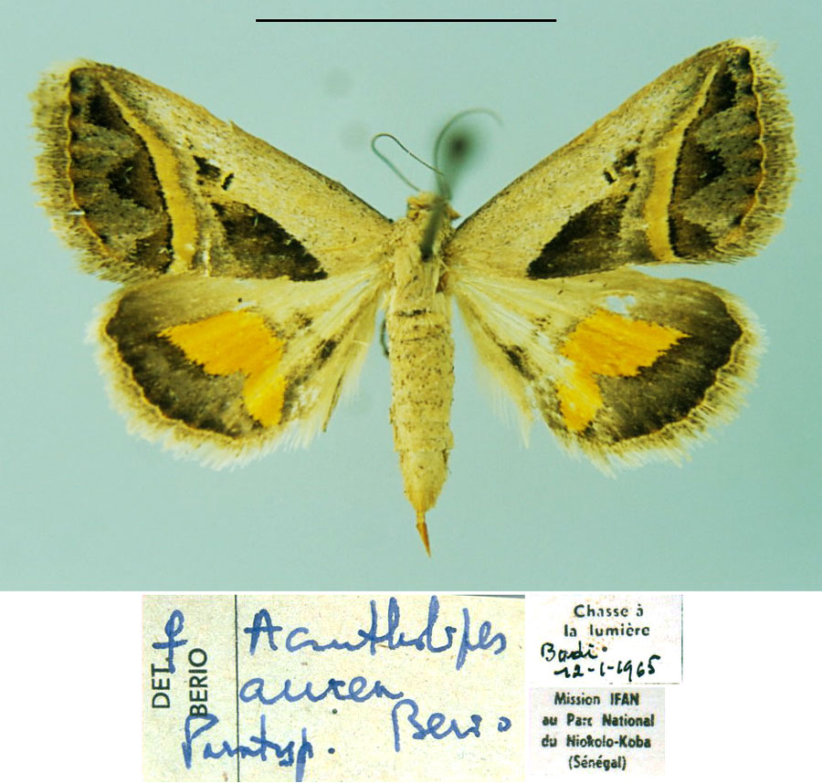 /filer/webapps/moths/media/images/A/aurea_Acantholipes_PT_MSNM.jpg