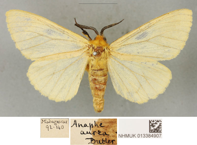 /filer/webapps/moths/media/images/A/aurea_Anaphe_PLTM_BMNH.jpg