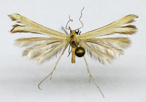 /filer/webapps/moths/media/images/A/aurea_Merrifieldia_HT_BMNH.jpg